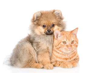 spitz puppy hugging a cat. isolated on white background