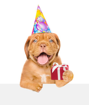 Happy dog in party hat holding gift box and peeking above white banner. isolated on white background