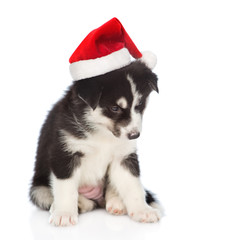 Siberian Husky puppy in red santa hat. isolated on white background