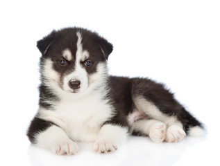 Siberian Husky puppy lying and looking at camera. isolated on white background