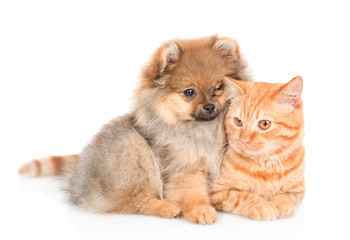 Cute spitz puppy embraces a kitten. looking at camera. isolated on white background