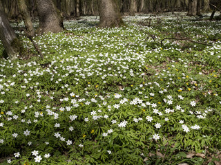 Kwitnąca Zawilec gajowy (Anemone nemorosa) w podmokłych lasach