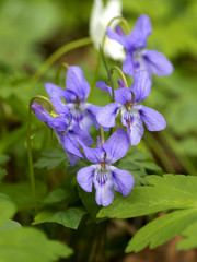 Kwitnący Fiołek leśny (Viola silvestris) w grądzie - obrazy, fototapety, plakaty