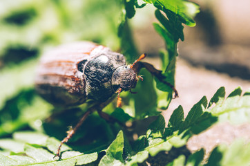 Chafer bug in the spring fern garden. Springtime closeup