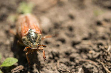 May beetle and on the garden patch. Spring closeup