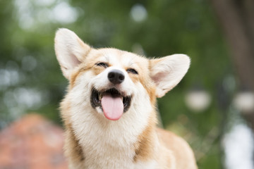Corgi-hondenglimlach en gelukkig op zonnige zomerdag