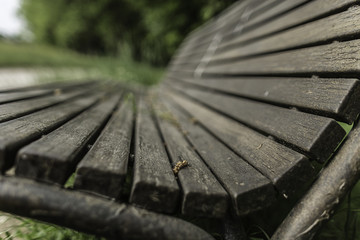Panchina di legno in parco pubblico