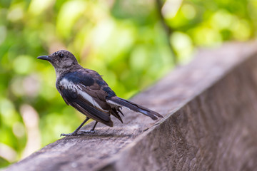 Bird (Oriental magpie-robin) in a nature wild