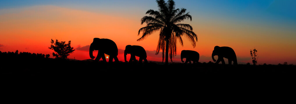 panorama silhouette elephant herd animals wildlife walking in twilight sunset beautiful background. with copy space add text
