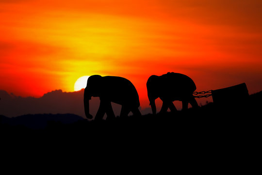  silhouette elephant herd animals wildlife walking in twilight sunset beautiful background. with copy space add text