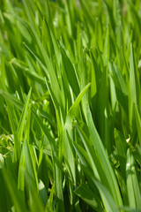 Bright green Hemerocallis in the garden.Green leaves. Background.