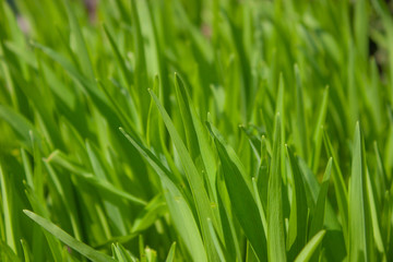 Fototapeta na wymiar Bright green Hemerocallis in the garden.Green leaves. Background. 