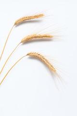 Wheat ears isolated on white background close up