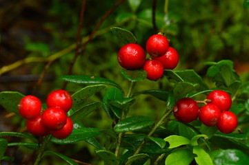 Bush berry cranberries in the morning dew forest plant life