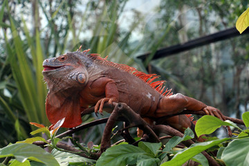 iguane orange