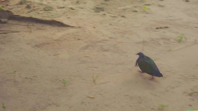 Morning at Similan Island