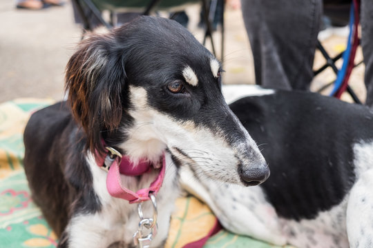 Saluki dogs, (also known as Persian Greyhound)