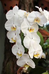 Fototapeta na wymiar orchidée blanche