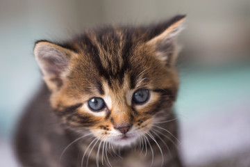 Chaton