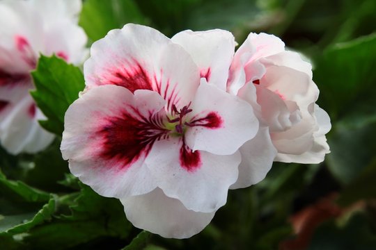 pretty flowers of geranium potted plant