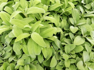 Salvia Verde, Sage
