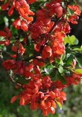 red flowers of Chaenomeles japonica bush