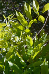 Fototapeta na wymiar green leaves in the foreground, vertical