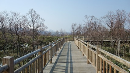 Obraz premium 北海道知床木道