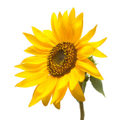 Fototapeta premium Flower of sunflower isolated on white background. Seeds and oil. Flat lay, top view