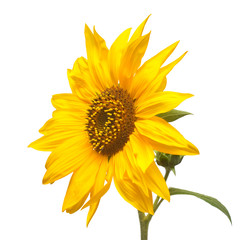 Flower of sunflower isolated on white background. Seeds and oil. Flat lay, top view