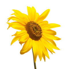 Flower of sunflower isolated on white background. Seeds and oil. Flat lay, top view