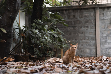 Cute cat sitting among dry leaf on the ground looking at camera