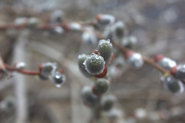 willow after a rain  © Елена Адоевцева