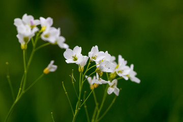 Weiße geöffnete Blüten in einer schönen Sommerwiese