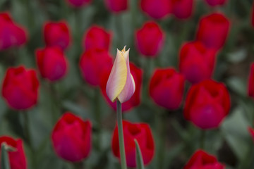 Pink and yellow tulip in the red tulips.