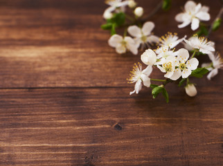 Fototapeta na wymiar Branch with Beautiful white cherry flower blooming