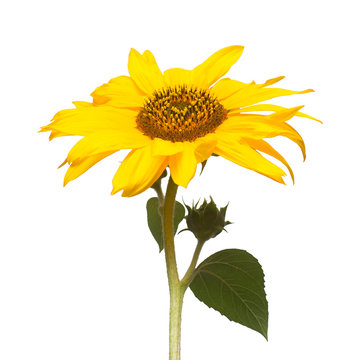 Flower of sunflower with a bud isolated on white background. Seeds and oil. Flat lay, top view