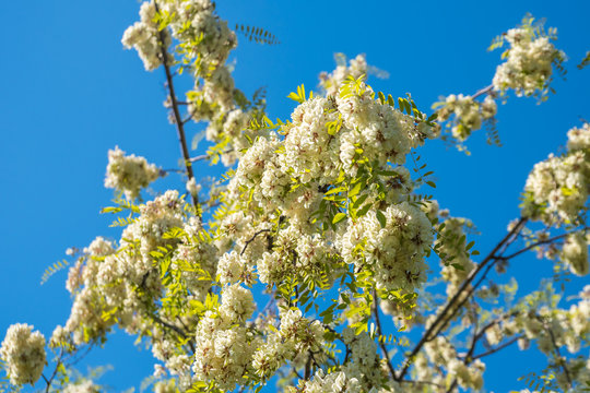 White acacia blooms on the spring sun over blue sky