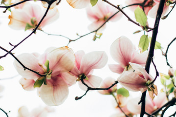 beautiful magnolia bloom