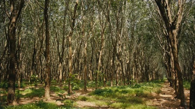 forest of rubber trees