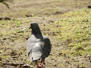 Obraz premium ハト