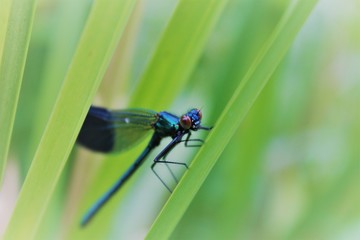 Dragonfly by canal