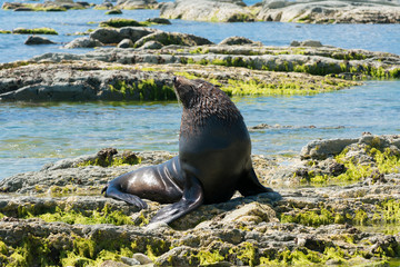Fototapeta premium Śliczna foczka na kamienistej plaży, morskie zwierzę naturalne
