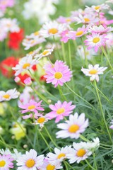 Fototapeta premium Macro texture of colorful spring Daisy flowers with blurred background in garden