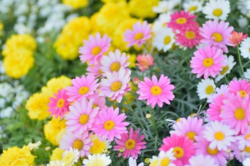 Macro texture of colorful spring Daisy flowers with blurred background in garden