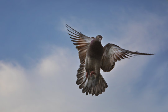 red choco color of homing pigeon hovering mid air against beautiful blue sky