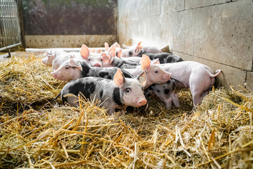 Glückliche Schweine - Ferkel im Stroh