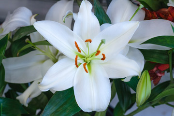 Close up view of white lilies bouquet