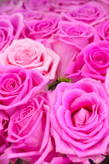 View of a gently pink roses as background
