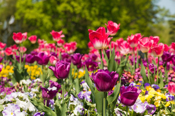 A pink and white tulip (Tulipa Negrita) in focus, surrounded buy purple and other pink and white tulips, as well as yellow, white and purple garden pansies (Vioala). Taken in springtime in Germany. 